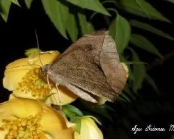 Polilla y Jazmin