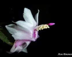 Schlumbergera truncata = Zygocactus truncatus