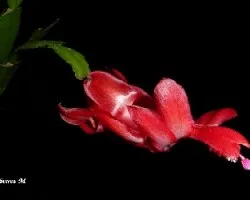 Schlumbergera truncata = Zygocactus truncatus