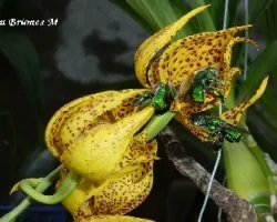 Mormodes y Abejas euglossas