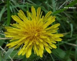 Taraxacum officinale