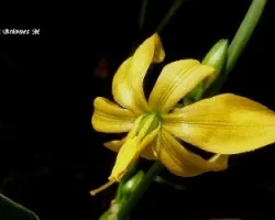 Flor silvestre