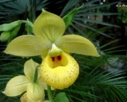 Cypripedium irapeanum