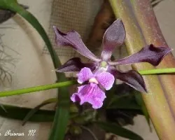 Encyclia diota subsp. atrorubens (Rolfe)