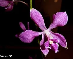 Encyclia atrorubens hibrido
