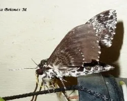 Manduca rustica