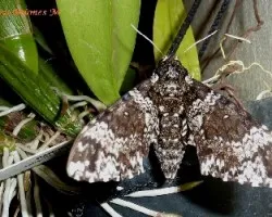 Manduca rustica