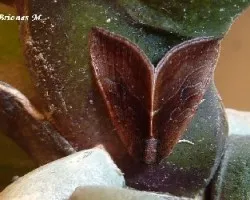 Polilla dedicada a Charlie