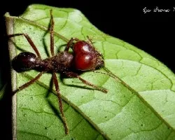 Hormiga arriera o cortadora