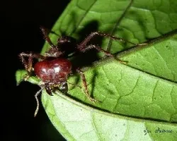 Hormiga arriera o cortadora