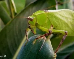 Saltamontes: En México Chapulin