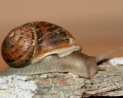 Con la casita a cuestas