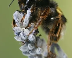 Bombus terrestris
