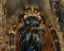 Aracnofobia