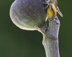 Gecko de las Jigueras