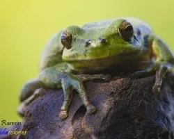 Hyla meridionalis