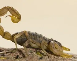 Escorpión