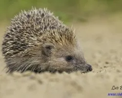 Erinaceus europaeus