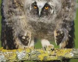Asio otus