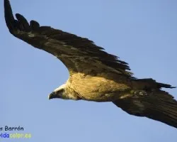 Gyps fulvus