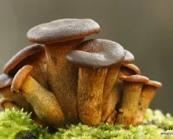 Omphalotus olearius