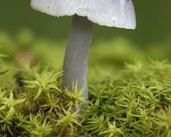 Mycena pura