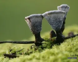 Copitas