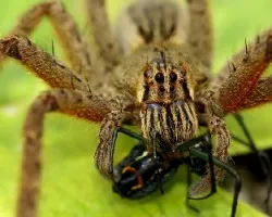 Araña