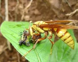Avispa depredando oruga de Hamadryas sp.