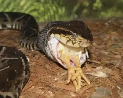 Bothrops asper