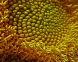Helianthus annuus