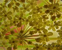  Flor de Anís,Pimpinella anisum
