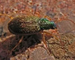 carábido