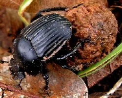 Scarabaeus laticollis