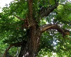 Castanea sativa