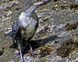 Cinclus cinclus