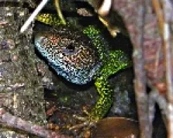 Lacerta schreiberi