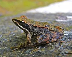 Rana iberica