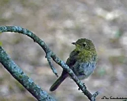 Erithacus rubecula