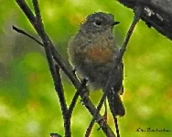 Erithacus rubecula