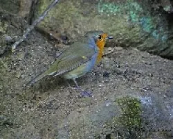 Erithacus rubecula