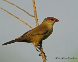 Estrilda astrild