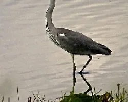 Ardea cinerea