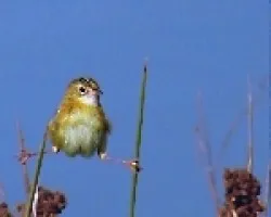 Cisticola juncidis