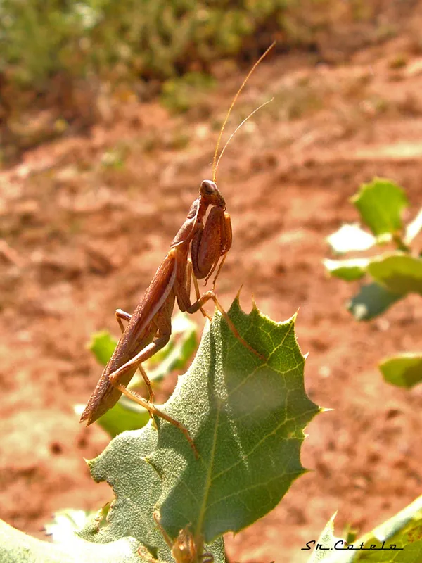 Foto
