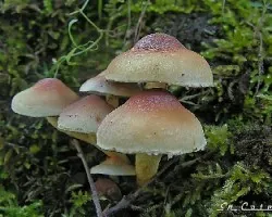  Hypholoma fasciculare