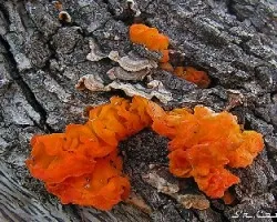 Stereum insignitum y Tremella aurantia.