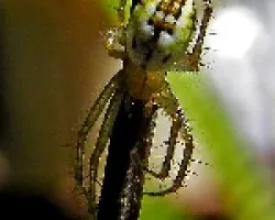 Mangora acalypha