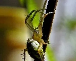Mangora acalypha