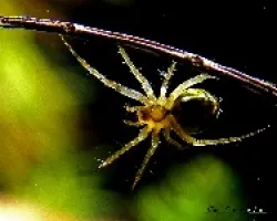Mangora acalypha